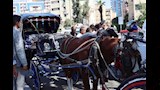 ضبط عربات حنطور مخالفة (5)