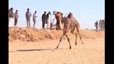 مهرجان الإسماعيلية لسباق الهجن