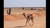 مهرجان الإسماعيلية لسباق الهجن