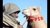 ختام مهرجان الإسماعيلية للهجن