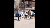 حملة تحصين كلاب الشوارع (4)