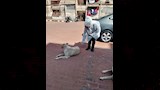 حملة تحصين كلاب الشوارع (5)
