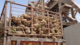 مصانع سكر أبو قرقاص الجديدة