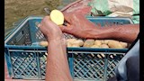 صيد الاستاكوزا النيلي بالبطاطس_1