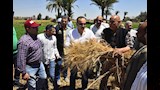 موسم حصاد القمح (6)