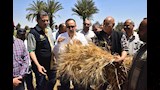 موسم حصاد القمح (8)