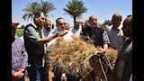 موسم حصاد القمح (9)