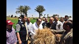 موسم حصاد القمح (10)