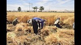 موسم حصاد القمح (5)