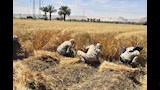 موسم حصاد القمح (11)