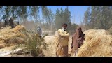 موسم جني القمح 