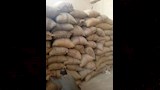 توريد القمح بصوامع المنيا