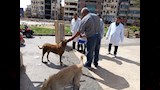 حملة لتحصين الكلاب الضالة (6)