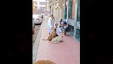 حملة لتحصين الكلاب الضالة (8)