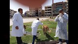 حملة لتحصين الكلاب الضالة (11)