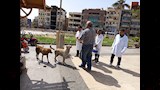 حملة لتحصين الكلاب الضالة (2)