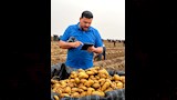 مكافحة عفن البطاطس (4)