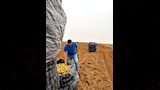 مكافحة عفن البطاطس (7)