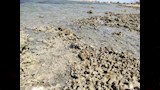 ظاهرة الجزر بشواطئ الطور