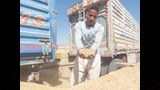 القمح المحلي