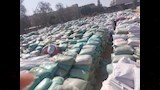 القمح المحلي