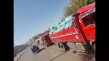 القمح المحلي