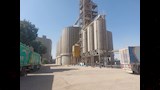 القمح المحلي