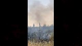 النيران اتت على السور الشجري
