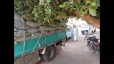  توريد 266 ألف طن قمح حتى اليوم (1)