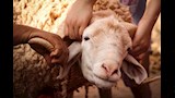 الأضحية