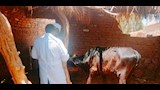 تحصين ماشية في أسوان