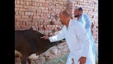 تحصين ماشية في أسوان