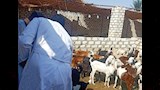 تحصين ماشية في أسوان