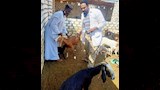 تحصين ماشية في أسوان