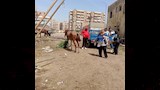 حملة لمصادرة الدواب الهائمة (4)