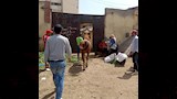 حملة لمصادرة الدواب الهائمة (3)