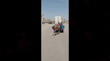 حملة لمصادرة الدواب الهائمة (2)