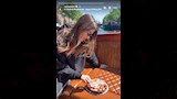 نانسي عجرم