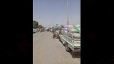 توريد القمح لصوامع المنيا
