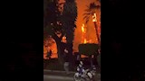  حريق يلتهم النخيل بكورنيش مصر القديمة 