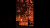  حريق يلتهم النخيل بكورنيش مصر القديمة 