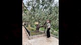 الهام شاهين (4)