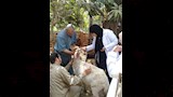 تحصين 350 ألف رأس ماشية ضد الحمى القلاعية والوادي المتصدع في المنوفية (3)