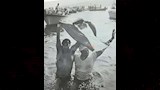 ناصر الشاذلي