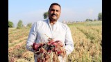 موسم حصاد البصل بالدقهلية