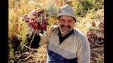 موسم حصاد البصل بالدقهلية