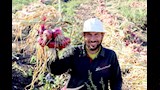 موسم حصاد البصل بالدقهلية