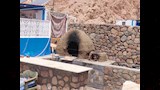 فرن بلدي