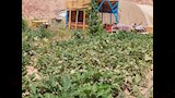 الخضروات