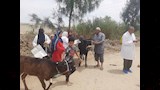 إطلاق 9 قوافل بيطرية علاجية مجانية في 5 محافظات (4)